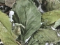 Preview: raspberry leaves 100g - dried